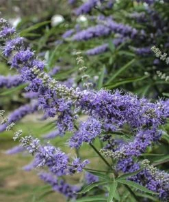 Brighter Blooms Vitex Chaste Tree Flowering Trees