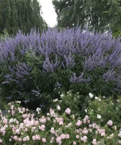 Brighter Blooms Vitex Chaste Tree Flowering Trees