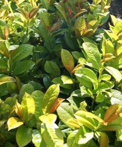 Brighter Blooms Shrubs & Hedges Volcano Cherry Laurel 7 Brighter Blooms Shrubs & Hedges Volcano Cherry Laurel