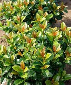 Brighter Blooms Shrubs & Hedges Volcano Cherry Laurel