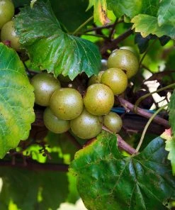 Brighter Blooms Grape Vines Wine Lover's Kit