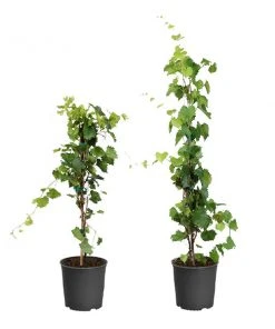 Brighter Blooms Grape Vines Wine Lover's Kit