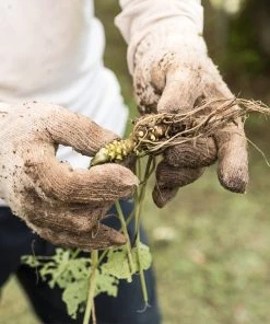 Brighter Blooms Wasabi Plant Fruit Trees