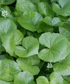 Brighter Blooms Wasabi Plant Fruit Trees