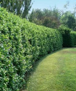 Brighter Blooms Waxleaf Privet Hedge Arborvitae Trees