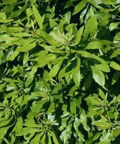 Brighter Blooms Arborvitae Trees Wax Myrtle Shrub