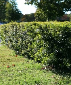 Brighter Blooms Arborvitae Trees Wax Myrtle Shrub