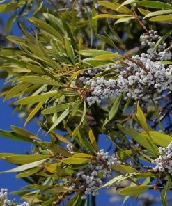 Brighter Blooms Arborvitae Trees Wax Myrtle Shrub