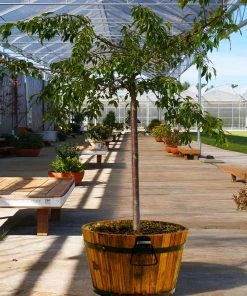 Brighter Blooms Flowering Trees Weeping Extraordinaire™ Cherry Tree