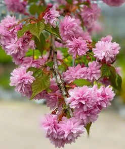Brighter Blooms Flowering Trees Weeping Extraordinaire™ Cherry Tree