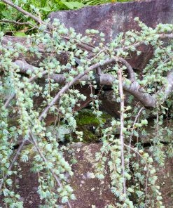 Brighter Blooms Weeping Blue Atlas Cedar Tree Evergreen & Privacy