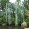 Brighter Blooms Weeping Blue Atlas Cedar Tree Evergreen & Privacy