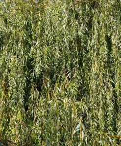 Brighter Blooms Weeping Willow Tree Shade Trees