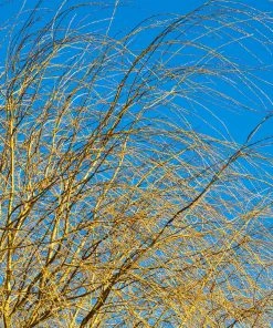 Brighter Blooms Weeping Willow Tree Shade Trees