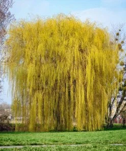 Brighter Blooms Weeping Willow Tree Shade Trees