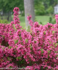 Brighter Blooms Sonic Bloom® Weigela Shrub Shrubs & Hedges