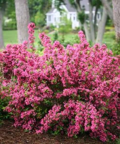 Brighter Blooms Sonic Bloom® Weigela Shrub Shrubs & Hedges