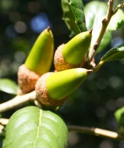 Brighter Blooms West Coast Live Oak Tree Evergreen & Privacy