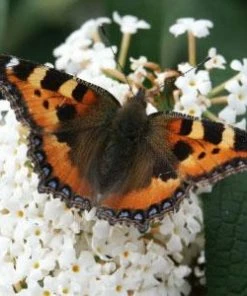 Brighter Blooms Shrubs & Hedges White Profusion Butterfly Bush