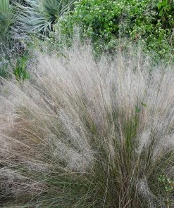 Brighter Blooms Ornamental Grasses White Cloud Muhly Grass 6 Brighter Blooms Ornamental Grasses White Cloud Muhly Grass