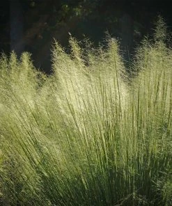 Brighter Blooms Ornamental Grasses White Cloud Muhly Grass 7 Brighter Blooms Ornamental Grasses White Cloud Muhly Grass