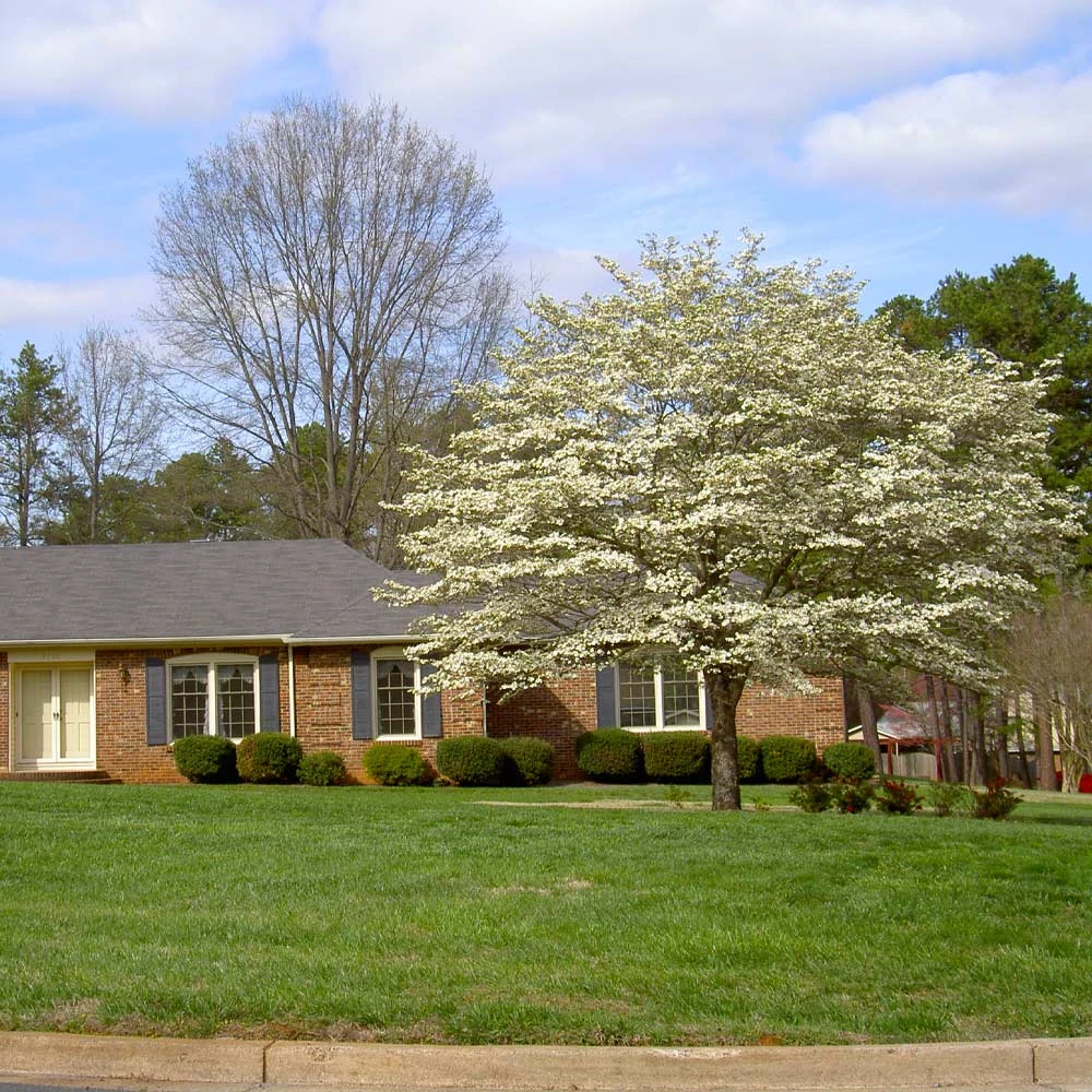 Brighter Blooms White Dogwood Tree 6 Brighter Blooms White Dogwood Tree