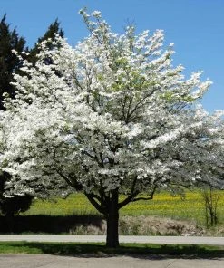 Brighter Blooms White Dogwood Tree
