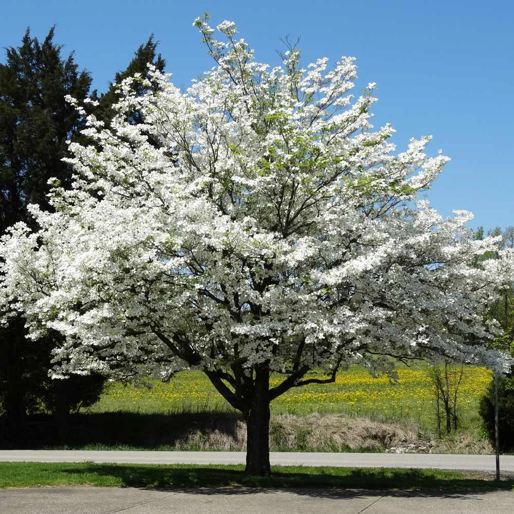 Brighter Blooms White Dogwood Tree 2 Brighter Blooms White Dogwood Tree