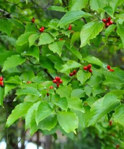 Brighter Blooms White Dogwood Tree 10 Brighter Blooms White Dogwood Tree
