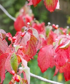 Brighter Blooms White Dogwood Tree 13 Brighter Blooms White Dogwood Tree