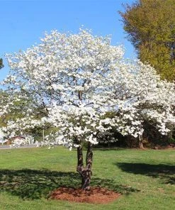 Brighter Blooms White Dogwood Tree Flowering Trees 11 Brighter Blooms White Dogwood Tree Flowering Trees