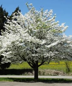 Brighter Blooms White Dogwood Tree Flowering Trees