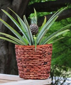 Brighter Blooms Fruit Trees White Jade Pineapple Plant