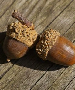 Brighter Blooms Shade Trees White Oak Tree