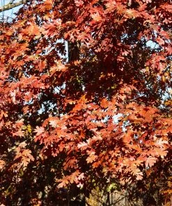 Brighter Blooms Shade Trees White Oak Tree