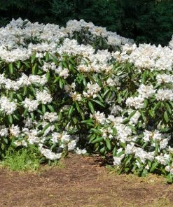 Brighter Blooms White Rhododendron Shrub
