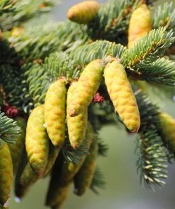 Brighter Blooms White Spruce Tree Evergreen & Privacy