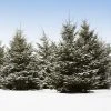 Brighter Blooms White Spruce Tree Evergreen & Privacy