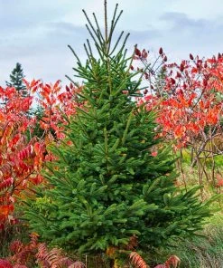 Brighter Blooms White Spruce Tree Evergreen & Privacy