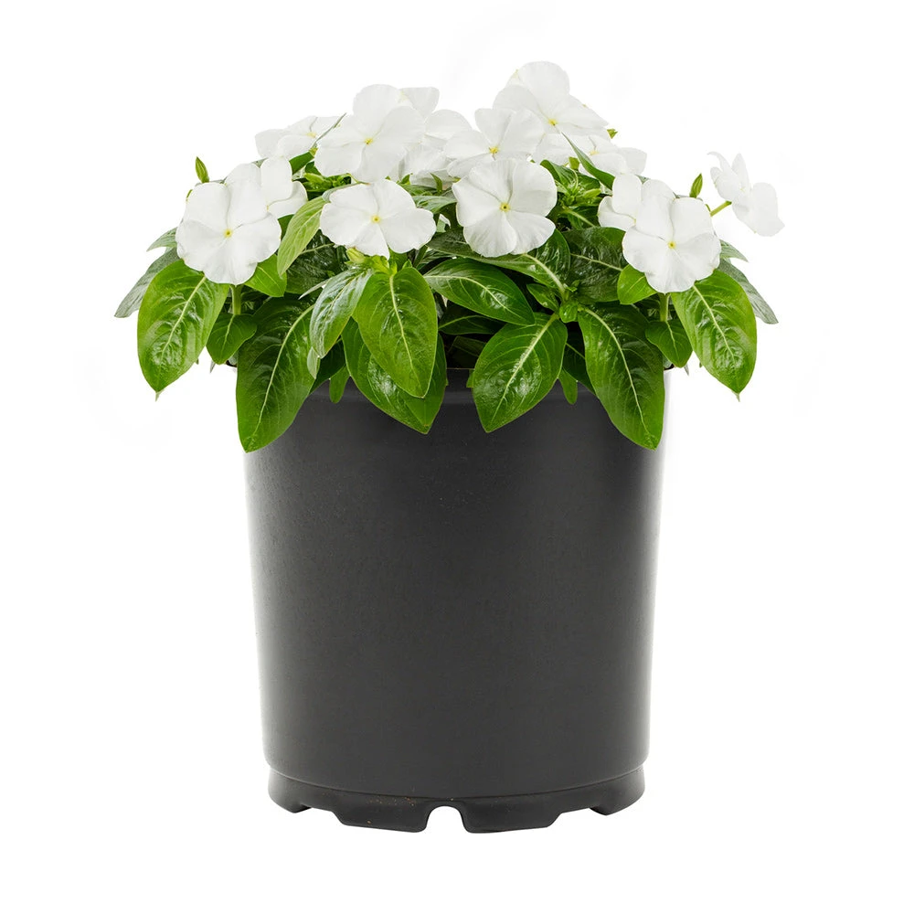 No Warranty New Annuals White Vinca 2 No Warranty New Annuals White Vinca