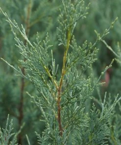 Brighter Blooms Wichita Blue Juniper Tree