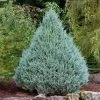 Brighter Blooms Wichita Blue Juniper Tree