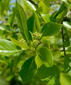 Brighter Blooms Wildfire Black Gum Tree Shade Trees