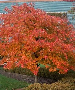 Brighter Blooms Wildfire Black Gum Tree Shade Trees