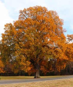 Brighter Blooms Willow Oak Tree Shade Trees
