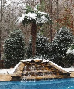 Brighter Blooms New Trees Windmill Palm Tree