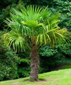 Brighter Blooms Windmill Palm Tree Palm Trees