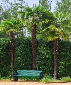 Brighter Blooms New Trees Windmill Palm Tree