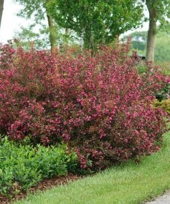 Brighter Blooms Shrubs & Hedges Wine & Roses® Weigela Shrub