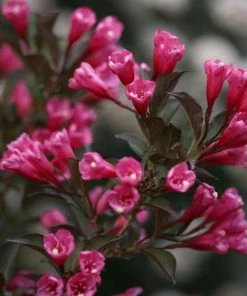 Brighter Blooms Shrubs & Hedges Wine & Roses® Weigela Shrub